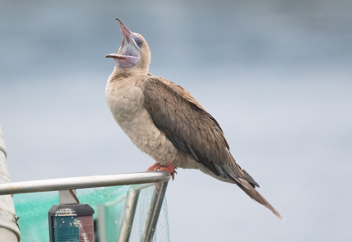 Red-footed Booby - ML609275475