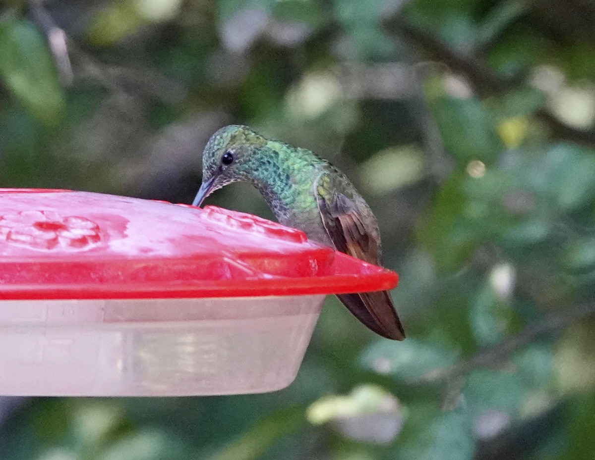 Ebird Checklist 25 Sep 2023 Paton Center For Hummingbirds Patons Yard 18 Species 7681