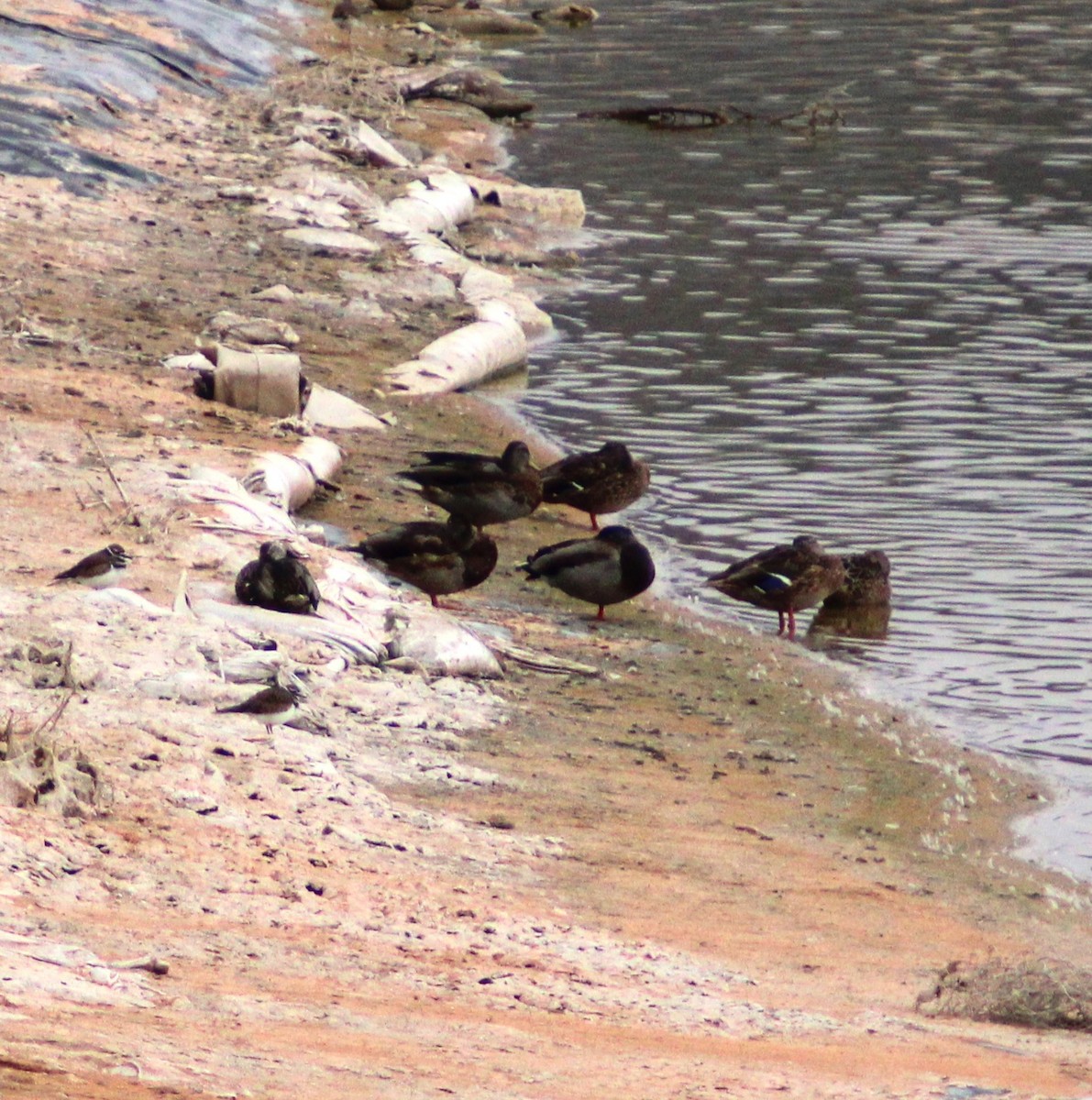 Mallard - ML609275571