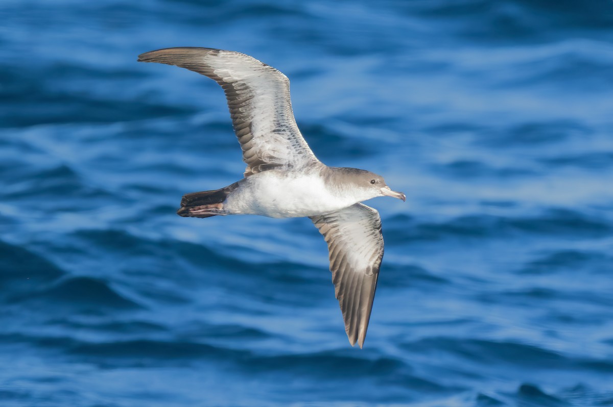 Pink-footed Shearwater - ML609275597