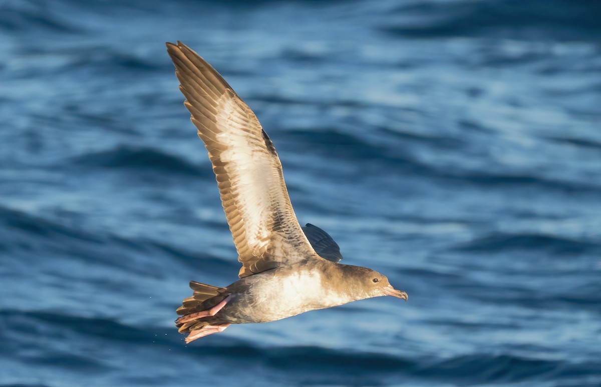 Pink-footed Shearwater - ML609275598