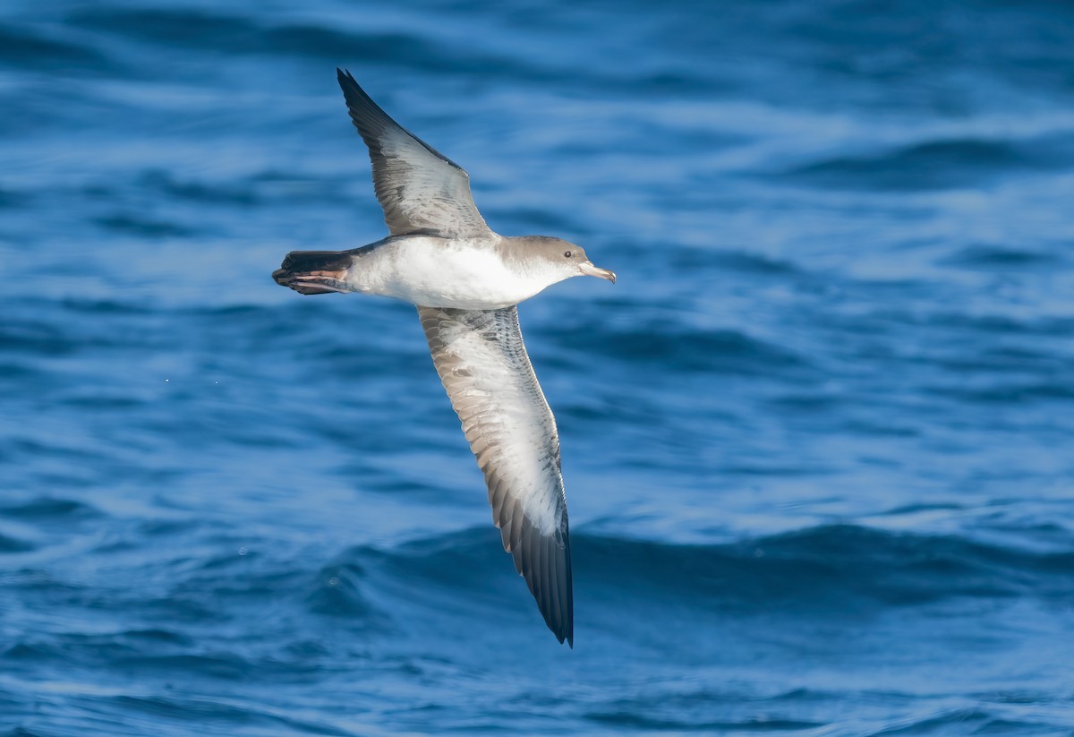 Pink-footed Shearwater - ML609275599