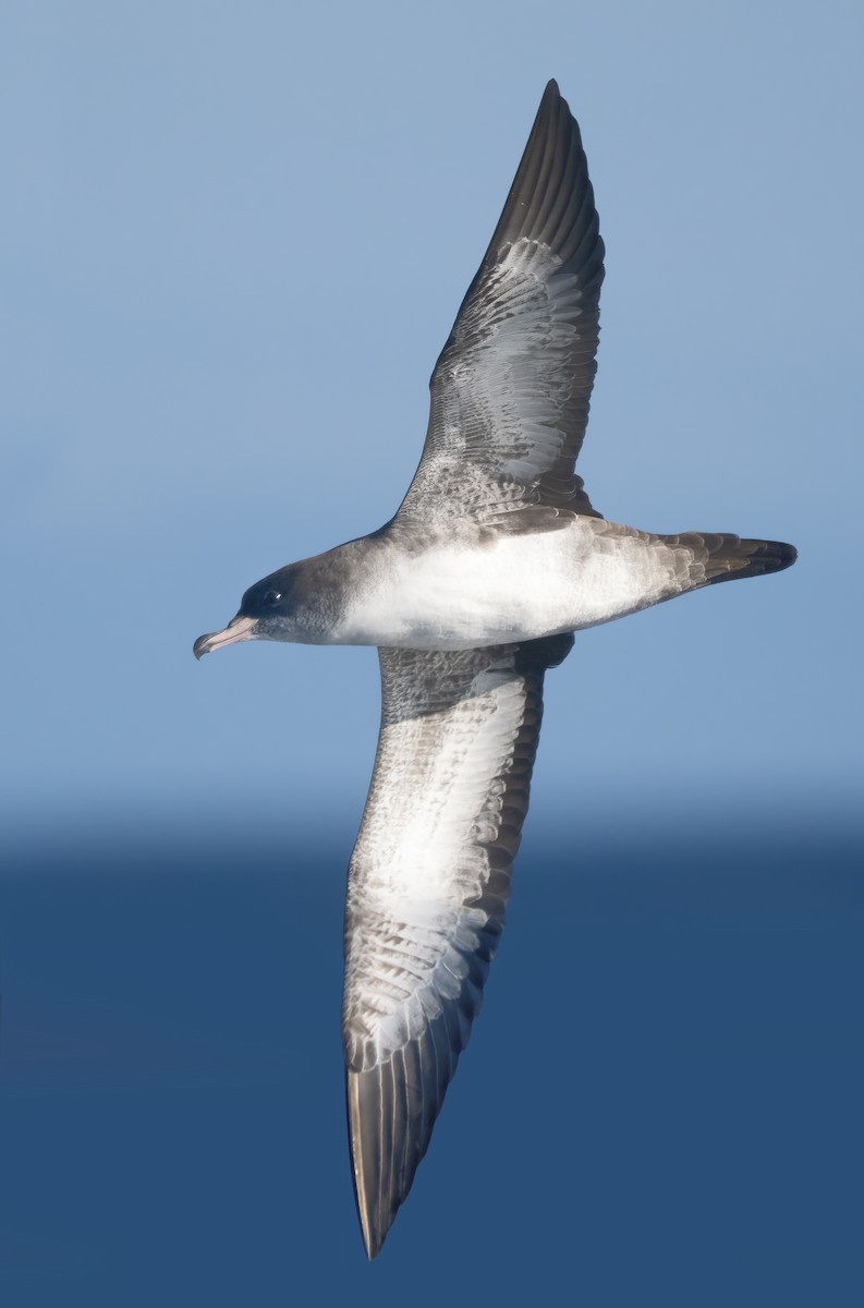 Pink-footed Shearwater - ML609275615