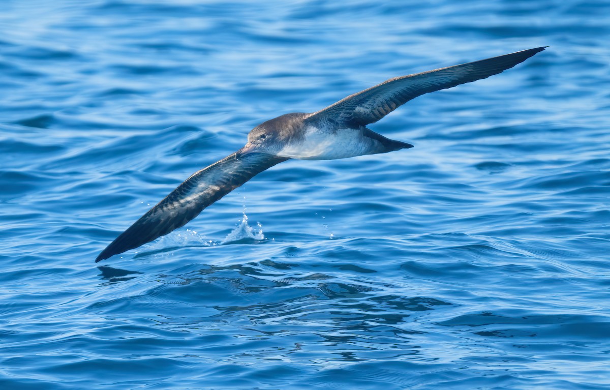 Pink-footed Shearwater - ML609275616