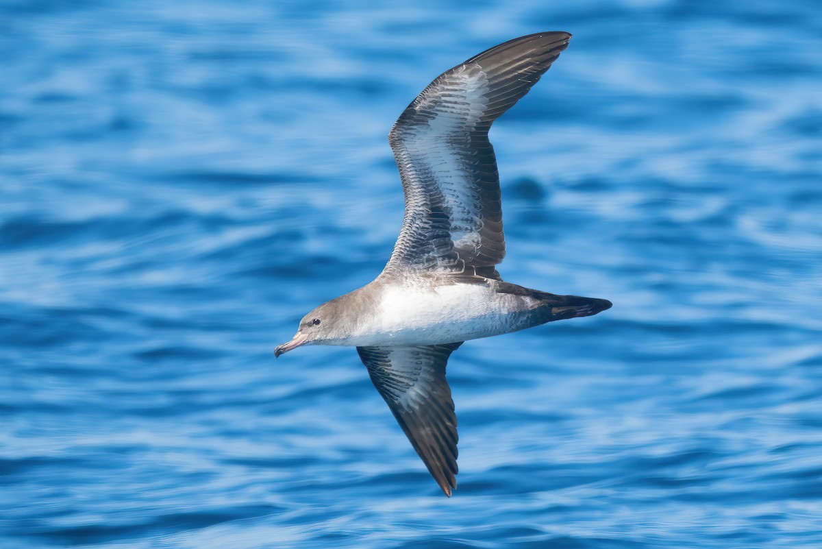 Pink-footed Shearwater - ML609275617