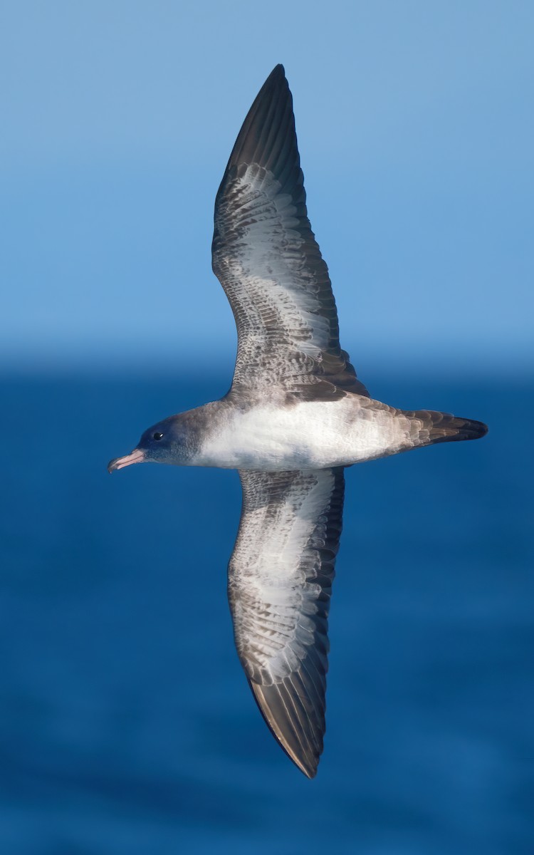 Pink-footed Shearwater - ML609275618