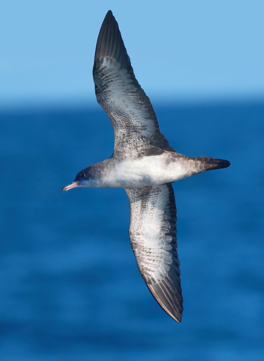 Pink-footed Shearwater - ML609275619