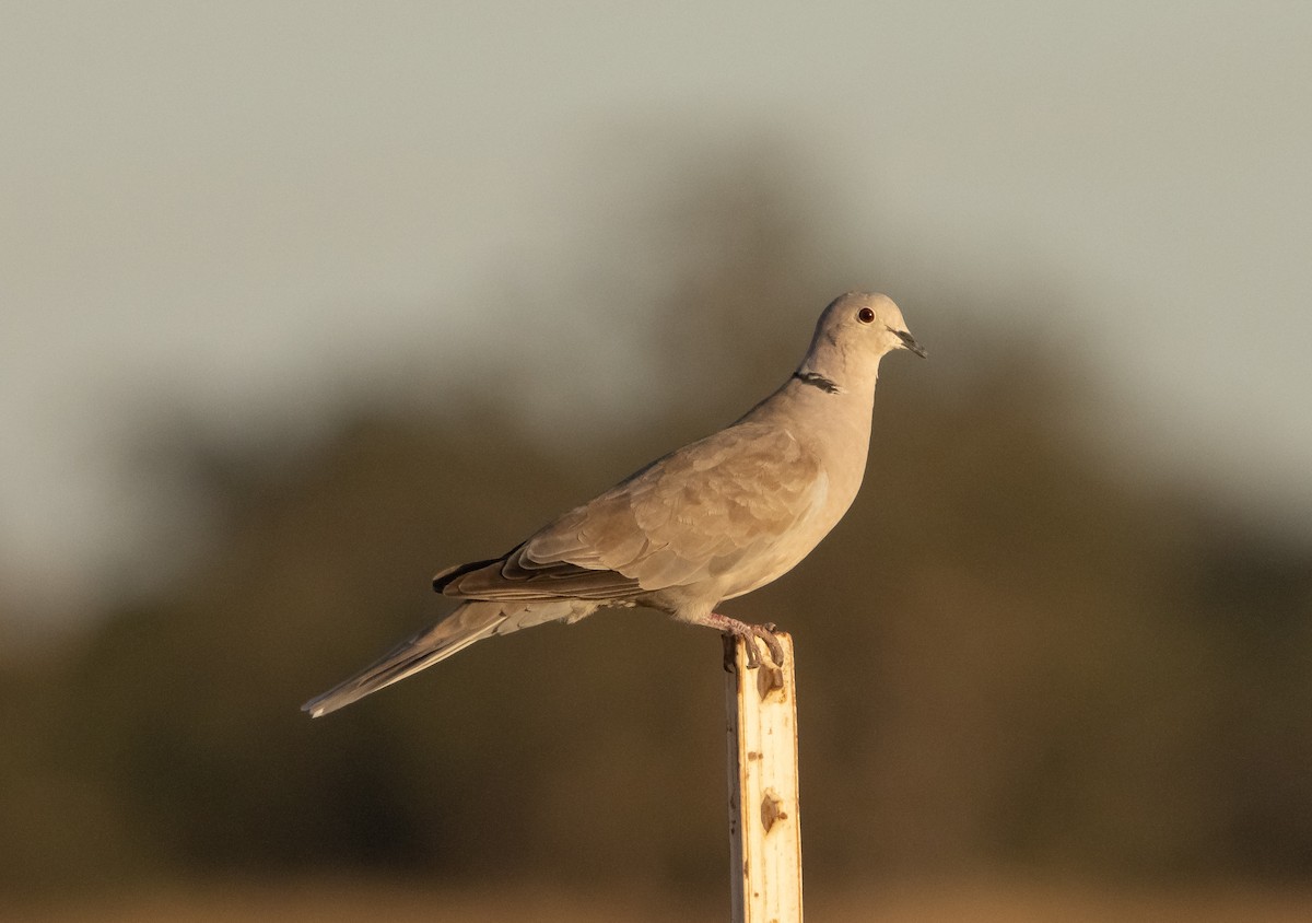 Eurasian Collared-Dove - ML609275730