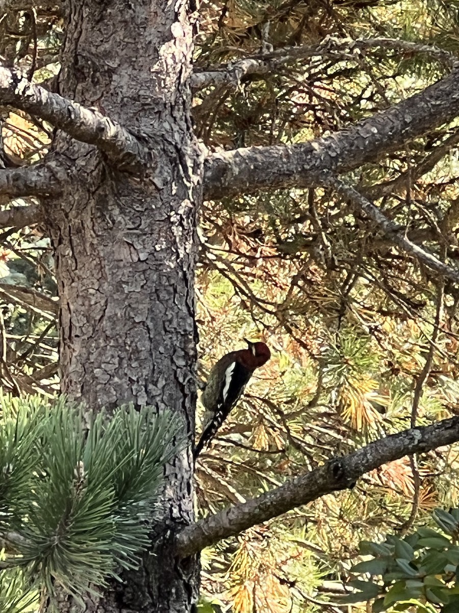 Red-breasted Sapsucker - ML609275753