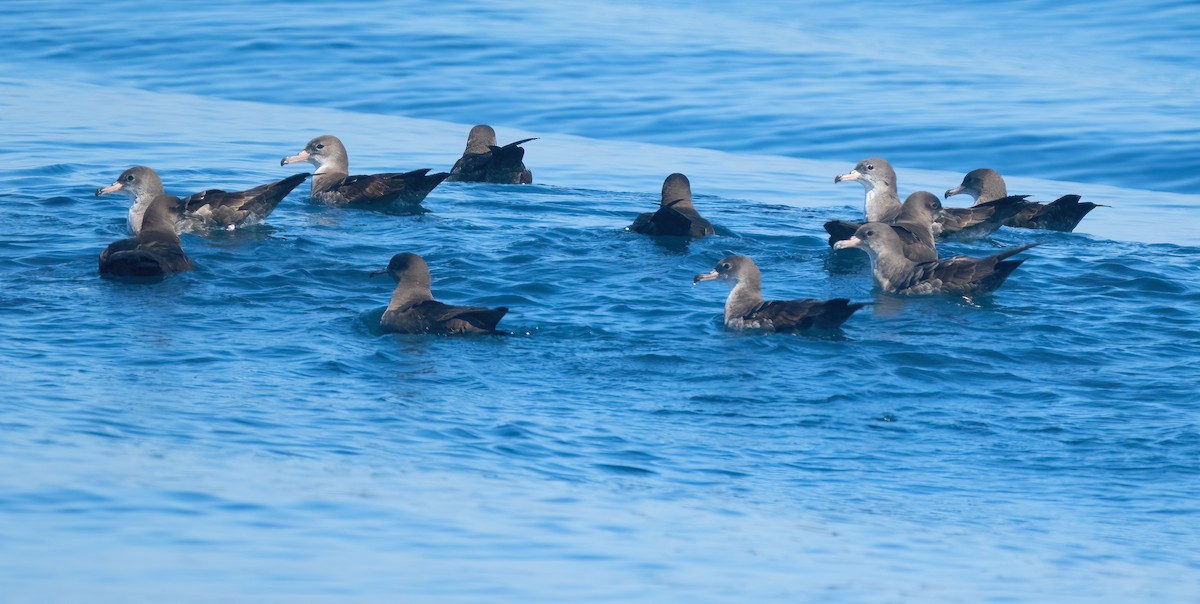 Pink-footed Shearwater - ML609275764