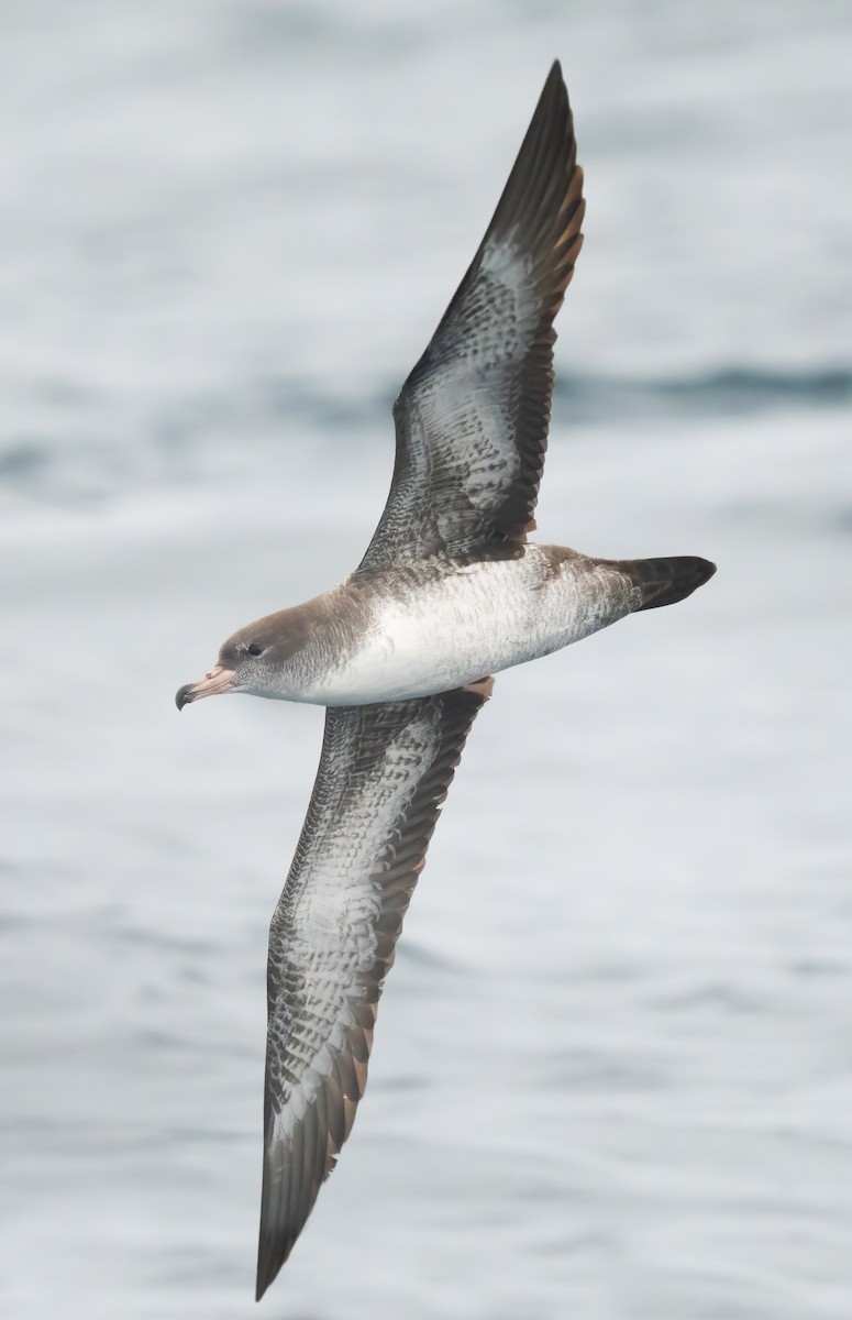 Pink-footed Shearwater - ML609275809