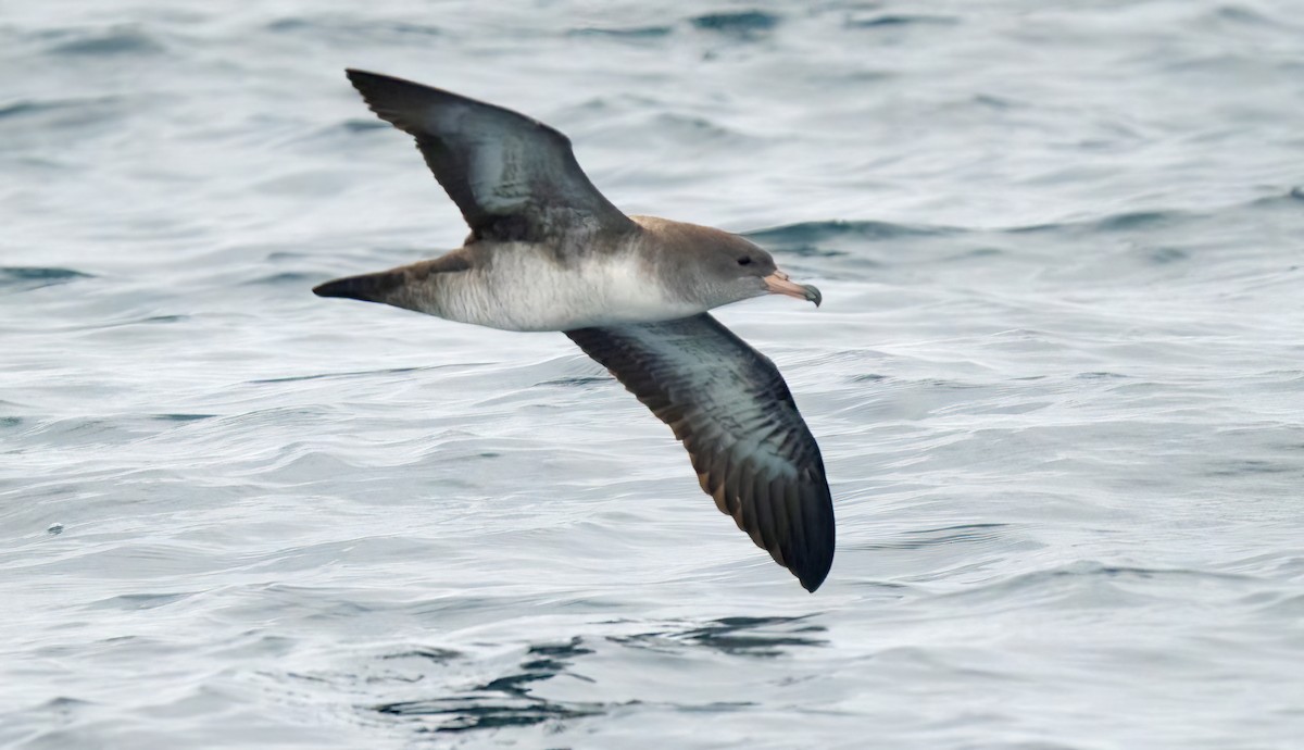 Pink-footed Shearwater - ML609275810