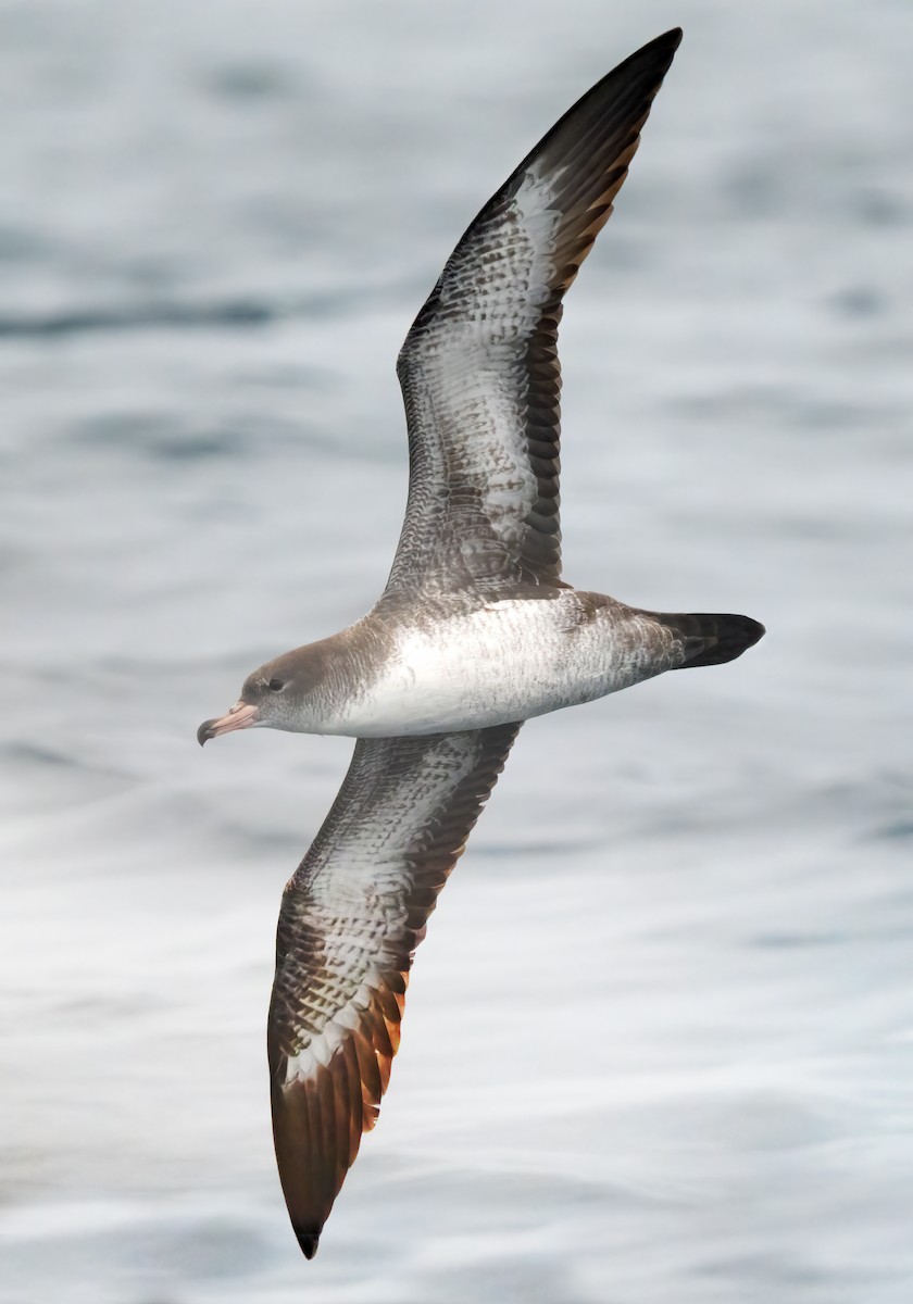 Pink-footed Shearwater - ML609275811