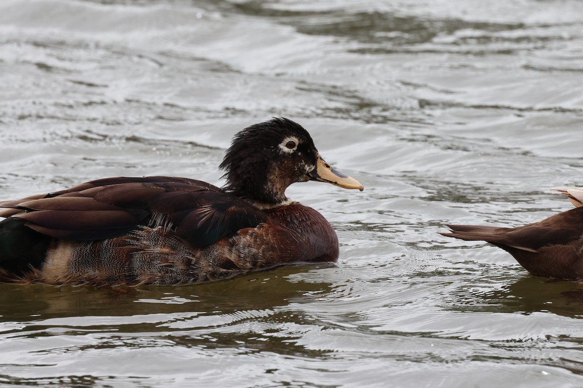 Mallard (Domestic type) - ML609276392