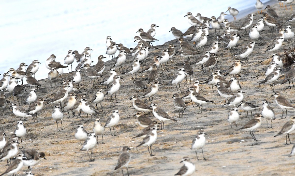 Lesser Sand-Plover - ML609276622