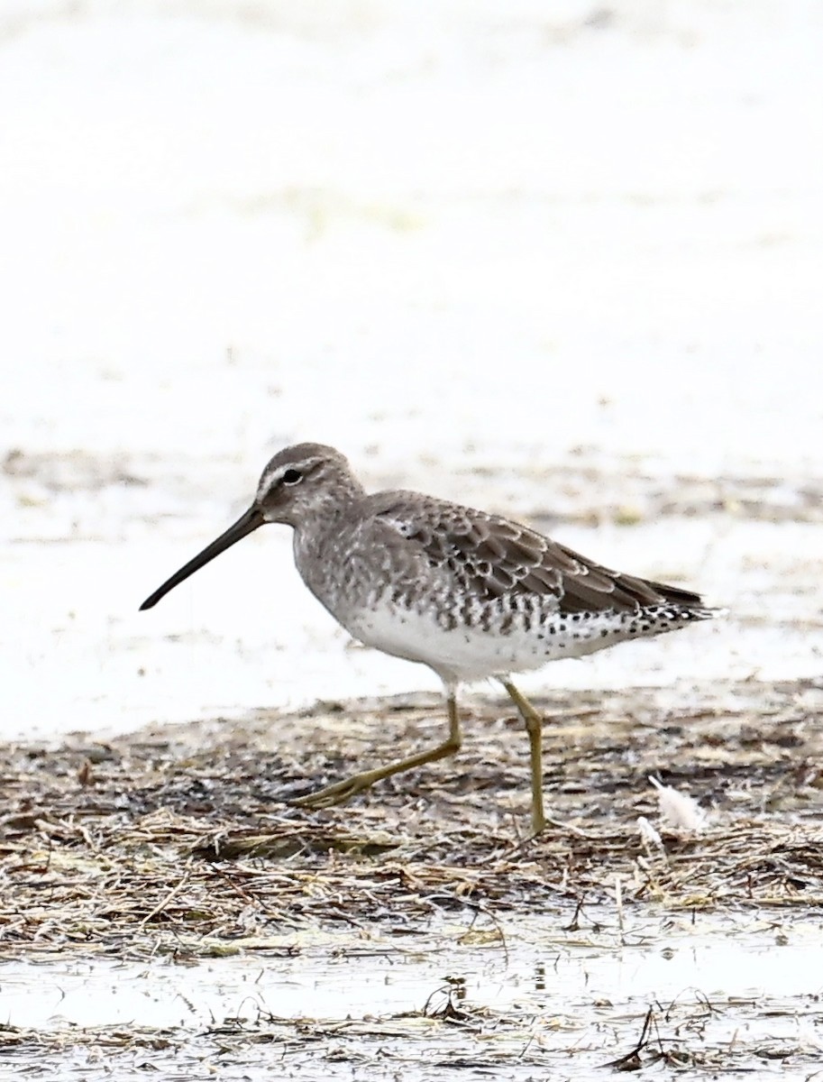 Long-billed Dowitcher - ML609276655
