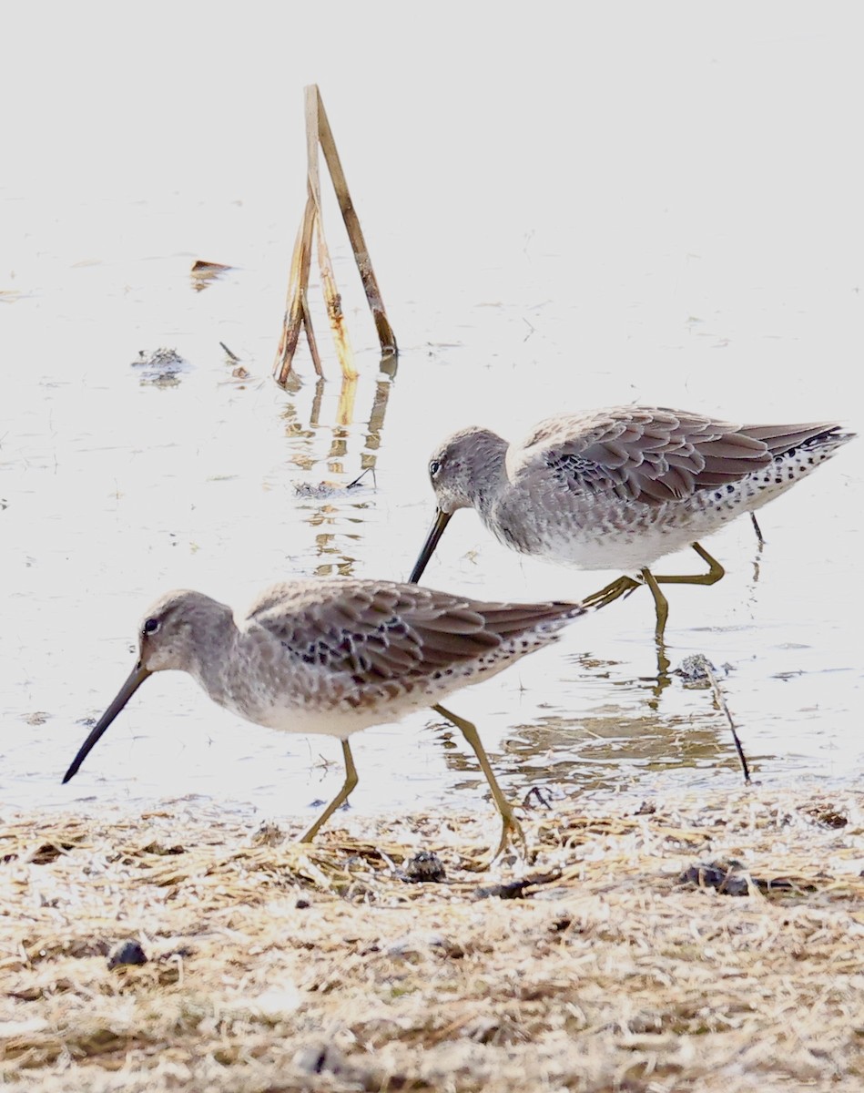 Long-billed Dowitcher - ML609276656