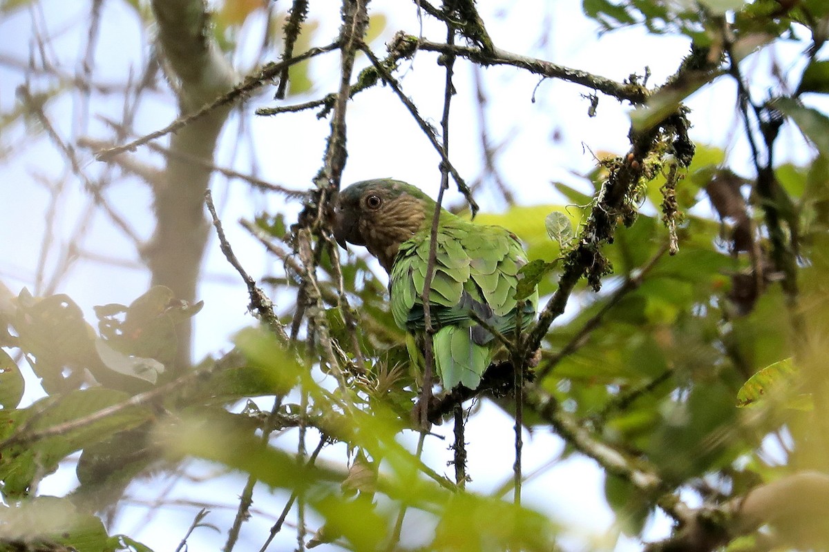 Brown-throated Parakeet - ML609276704
