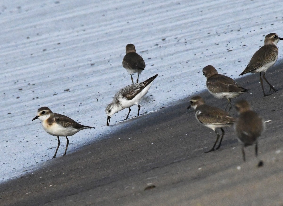 Sanderling - ML609276724