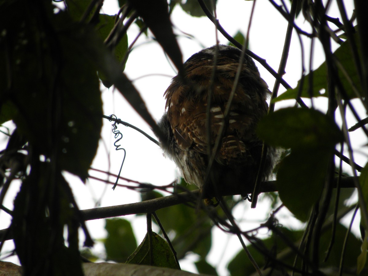 Amazonian Pygmy-Owl - ML609276776