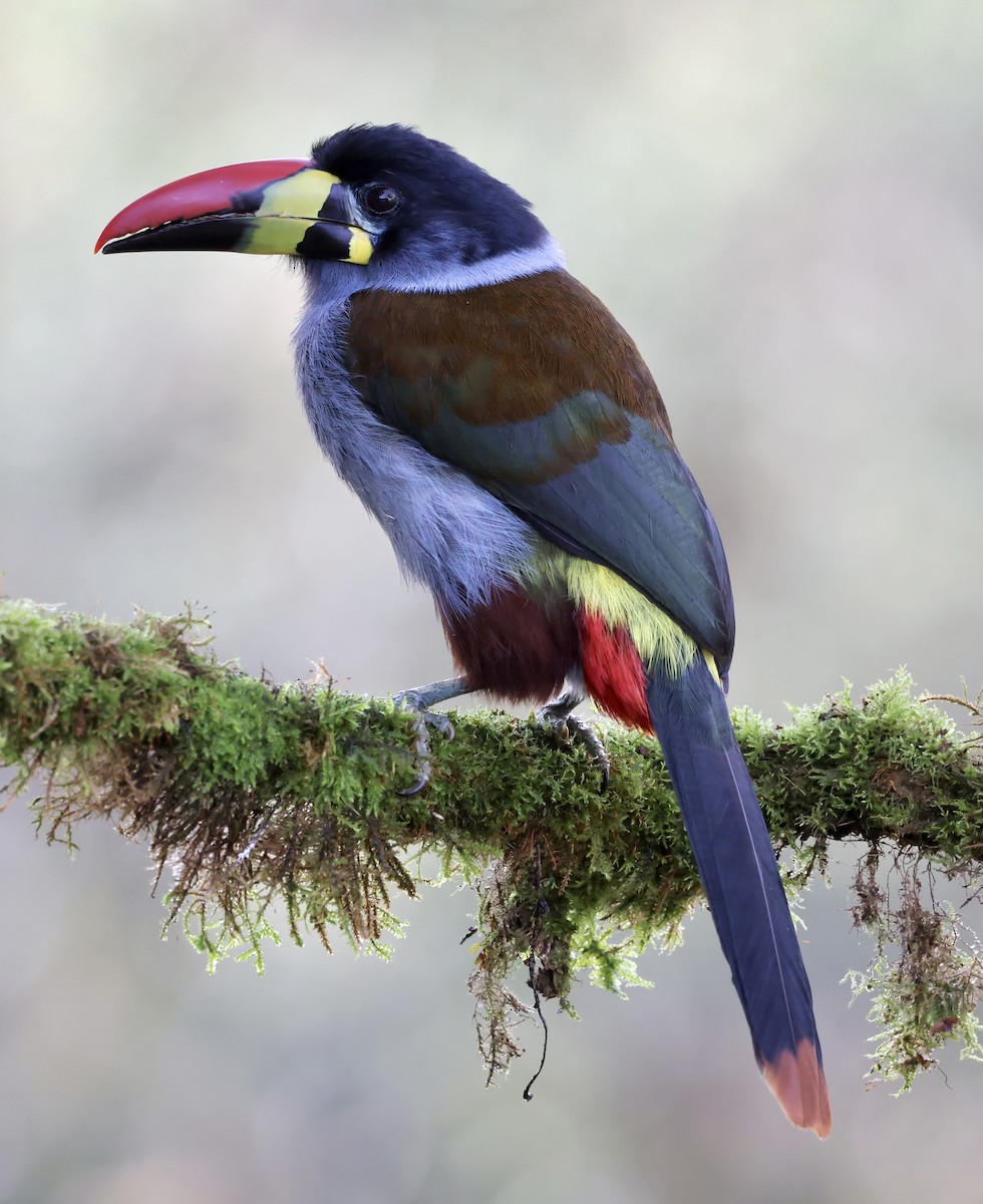 Gray-breasted Mountain-Toucan - ML609276792