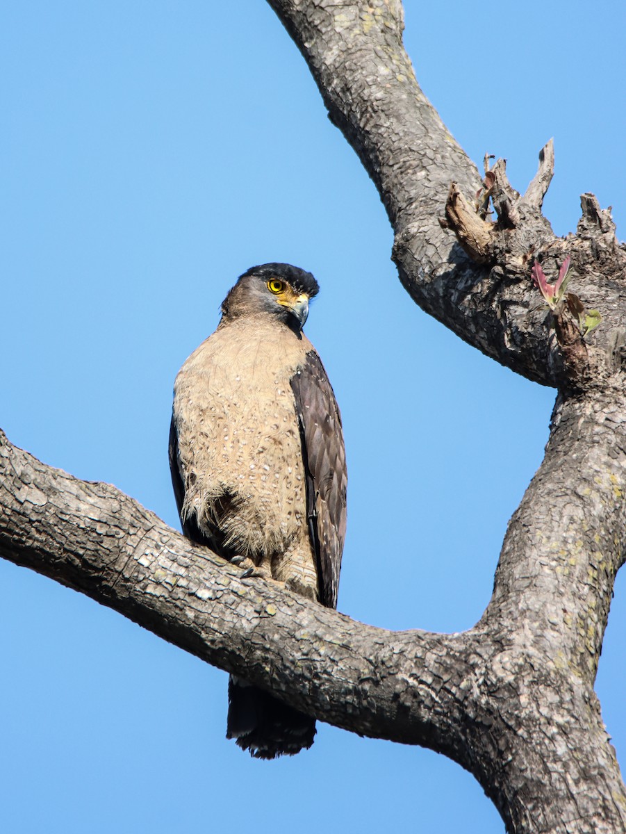 Crested Serpent-Eagle - ML609276824