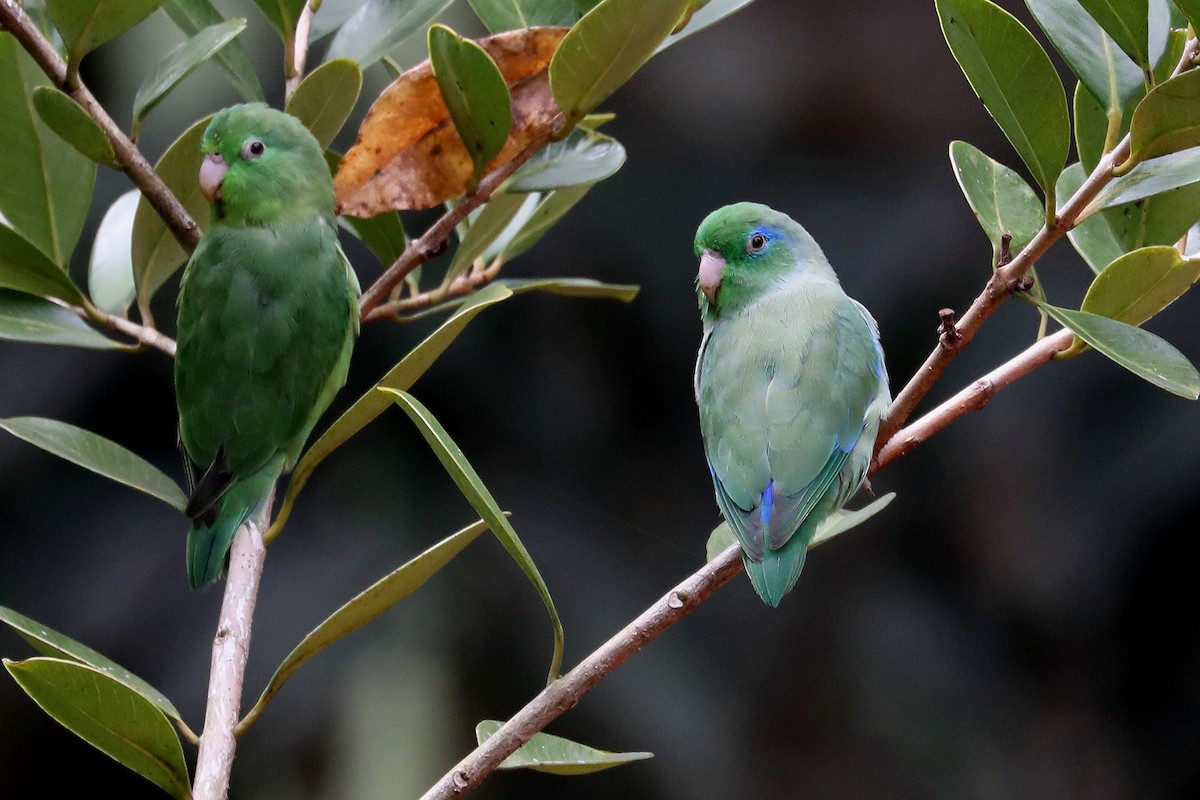 Spectacled Parrotlet - ML609276834