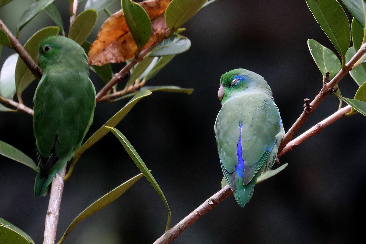 Spectacled Parrotlet - ML609276835