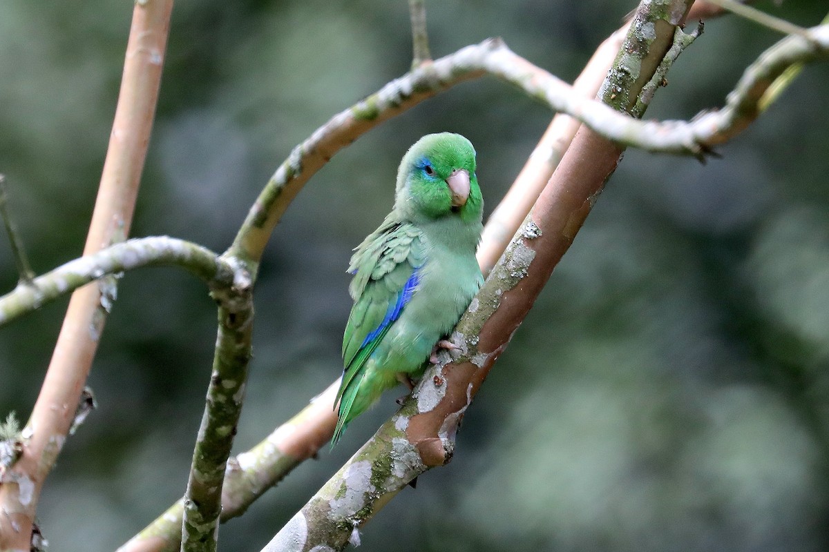 Spectacled Parrotlet - ML609276836
