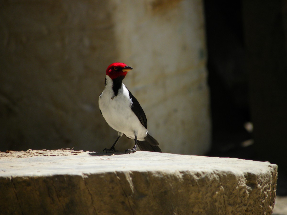Red-capped Cardinal - ML609276851