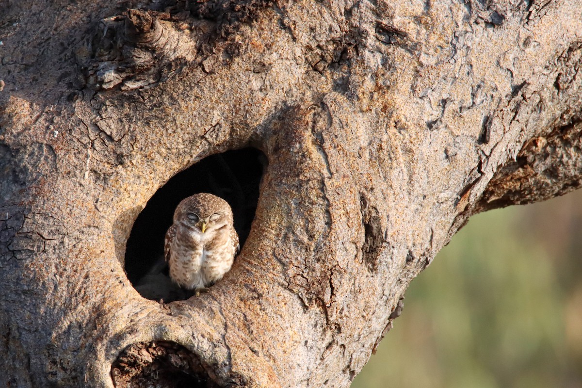 Spotted Owlet - ML609276899