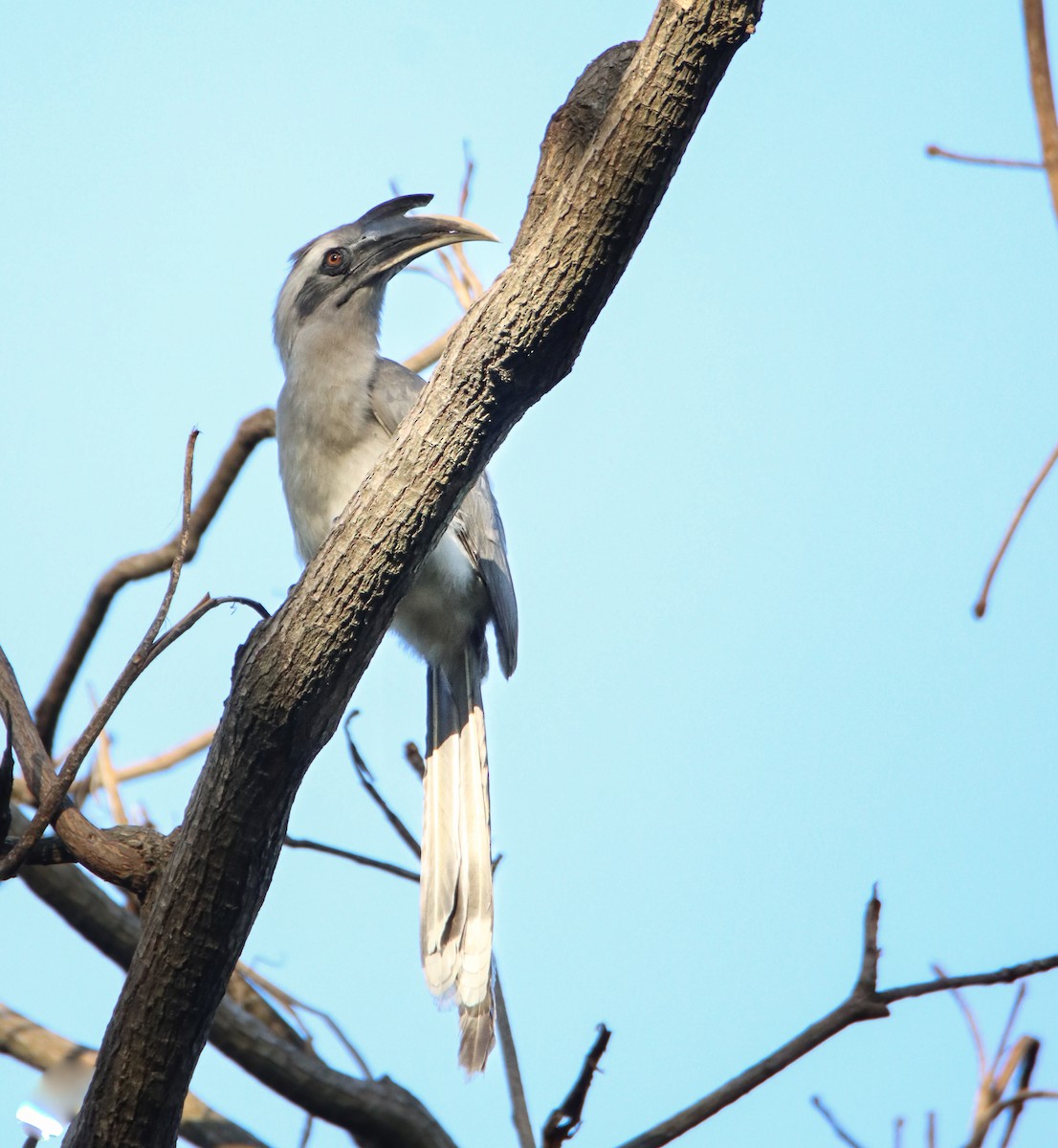 Indian Gray Hornbill - ML609276981