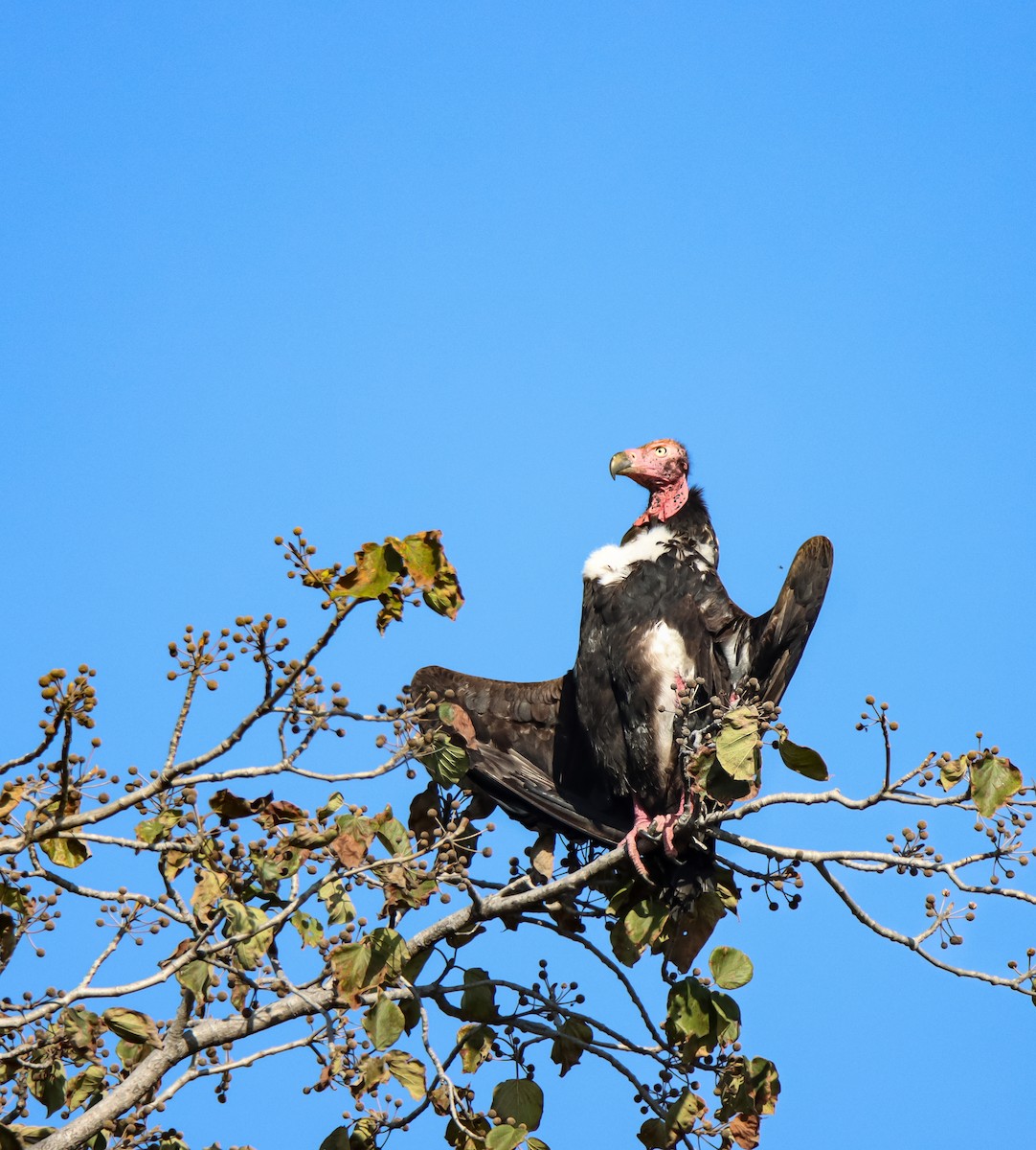 Red-headed Vulture - ML609276988