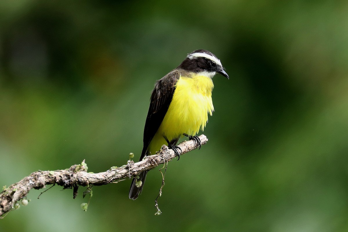 Rusty-margined Flycatcher - ML609277049