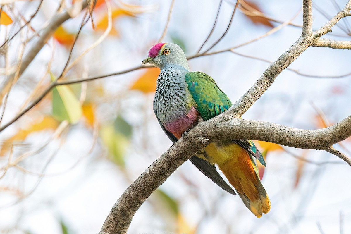Rose-crowned Fruit-Dove - ML609277308