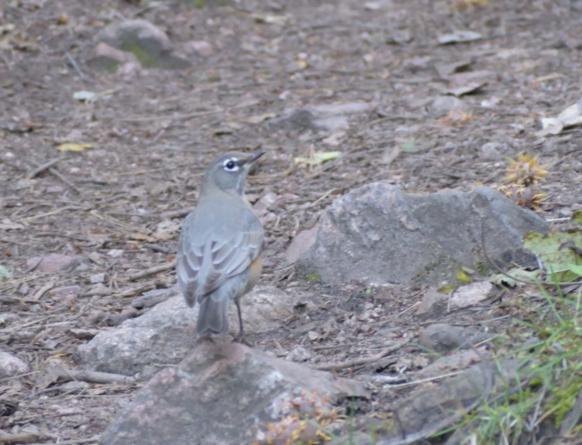 American Robin - ML609277321