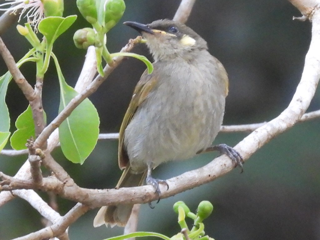 Yellow-spotted Honeyeater - ML609277322
