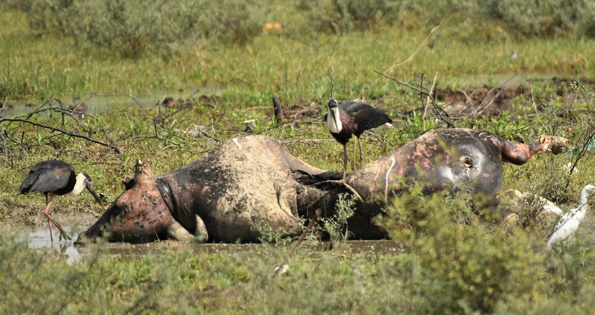 Woolly-necked Stork - ML609277326