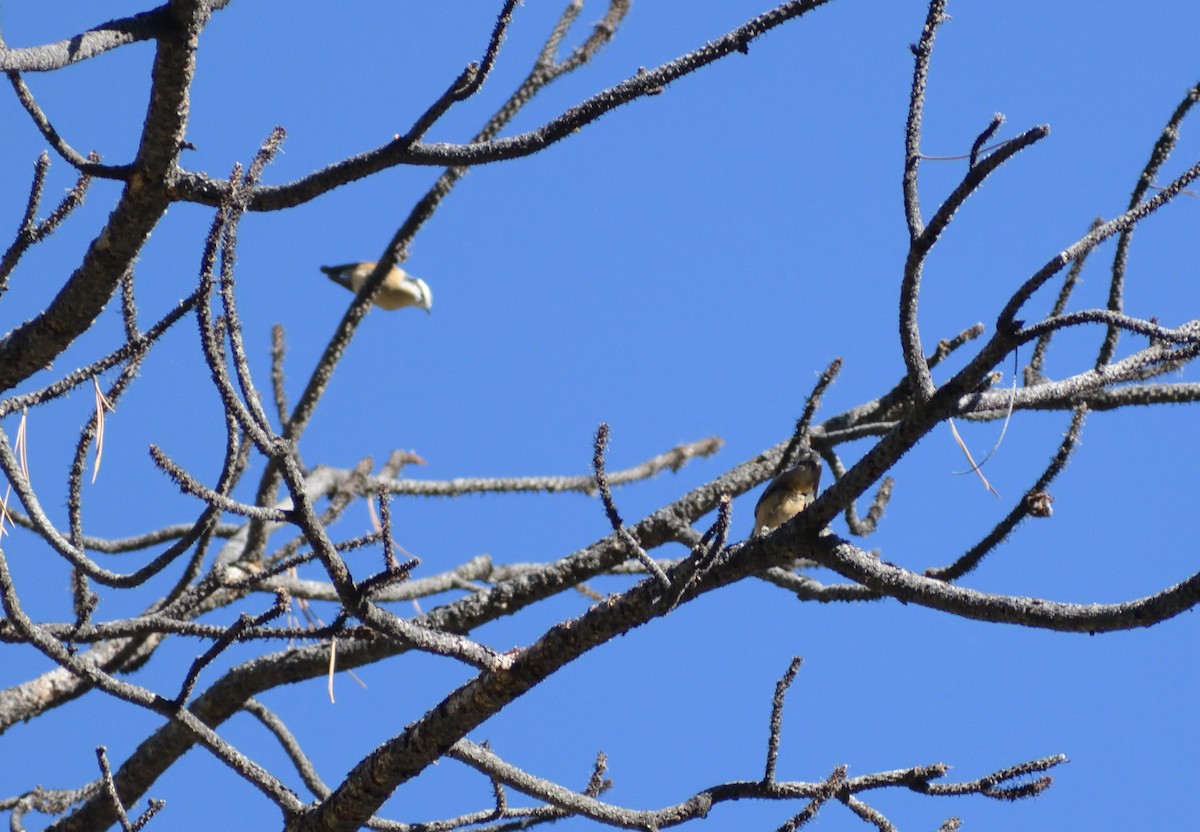 Red-breasted Nuthatch - ML609277328