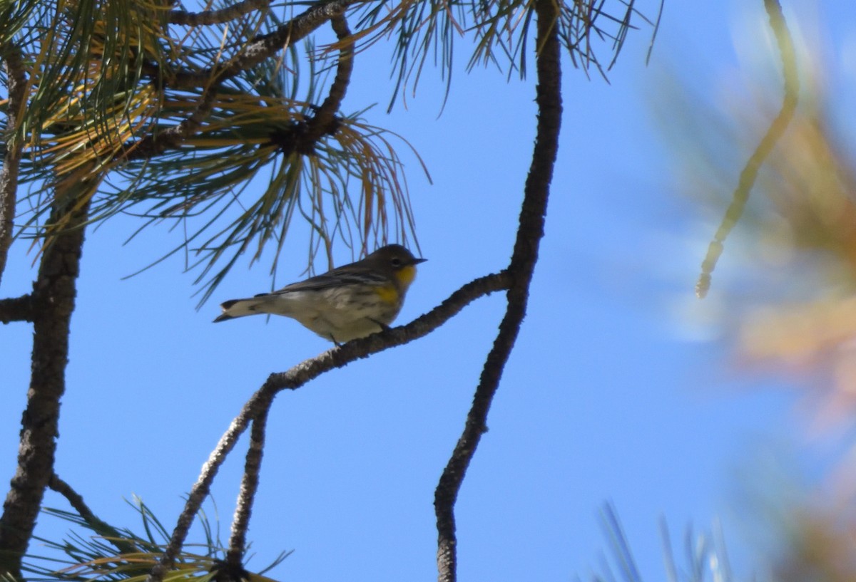 Yellow-rumped Warbler (Audubon's) - ML609277335