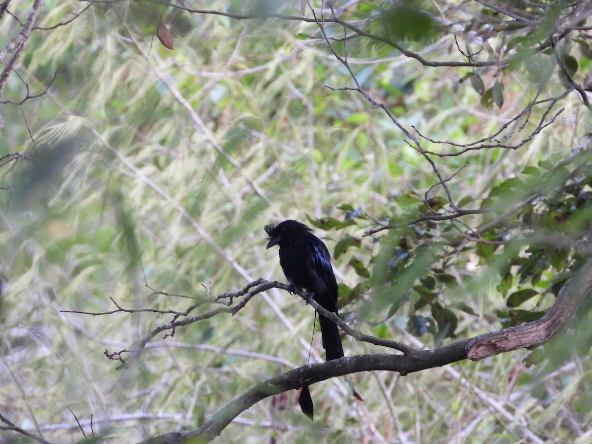Greater Racket-tailed Drongo - ML609277493