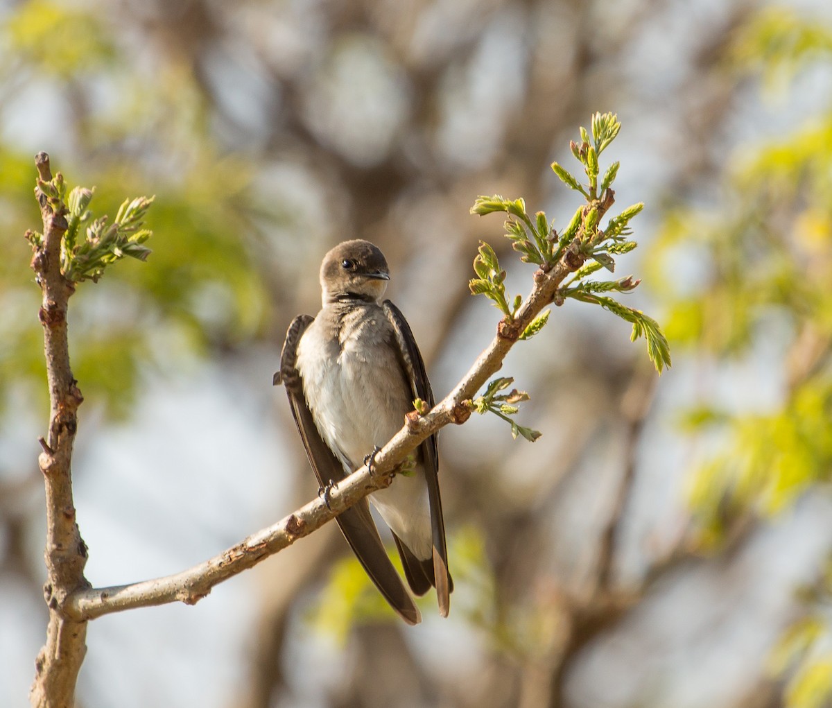 Northern Rough-winged Swallow - Jan Allen