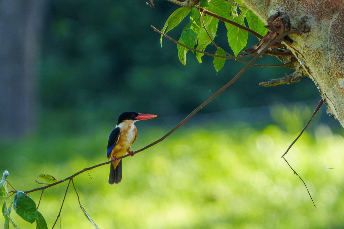 Black-capped Kingfisher - Woramate Boonyavantang