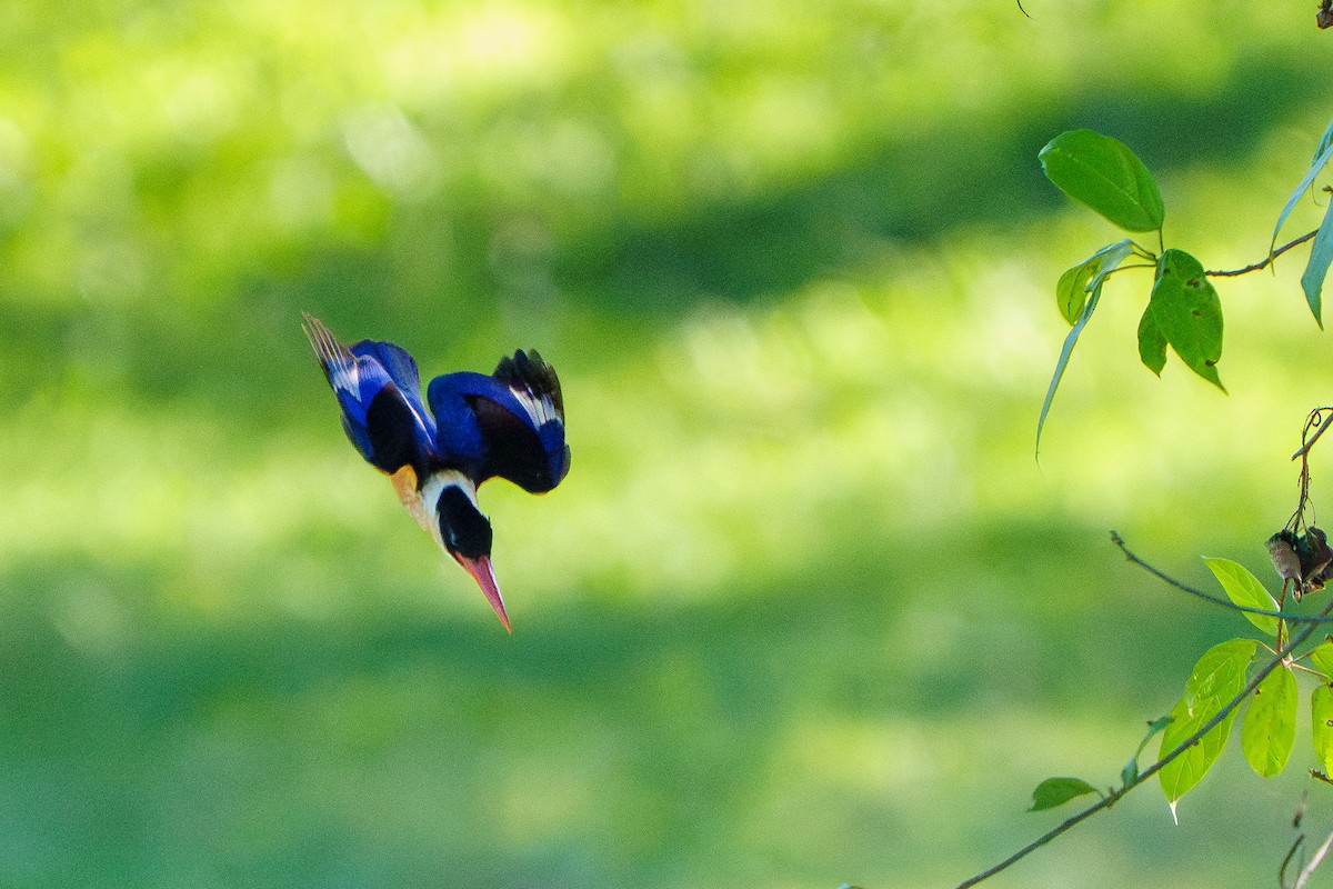 Black-capped Kingfisher - ML609277594