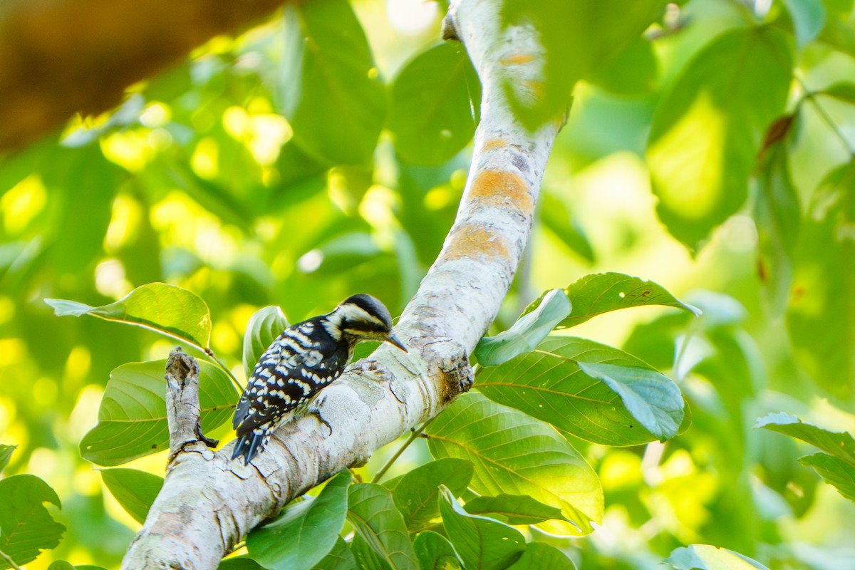 Gray-capped Pygmy Woodpecker - ML609277616