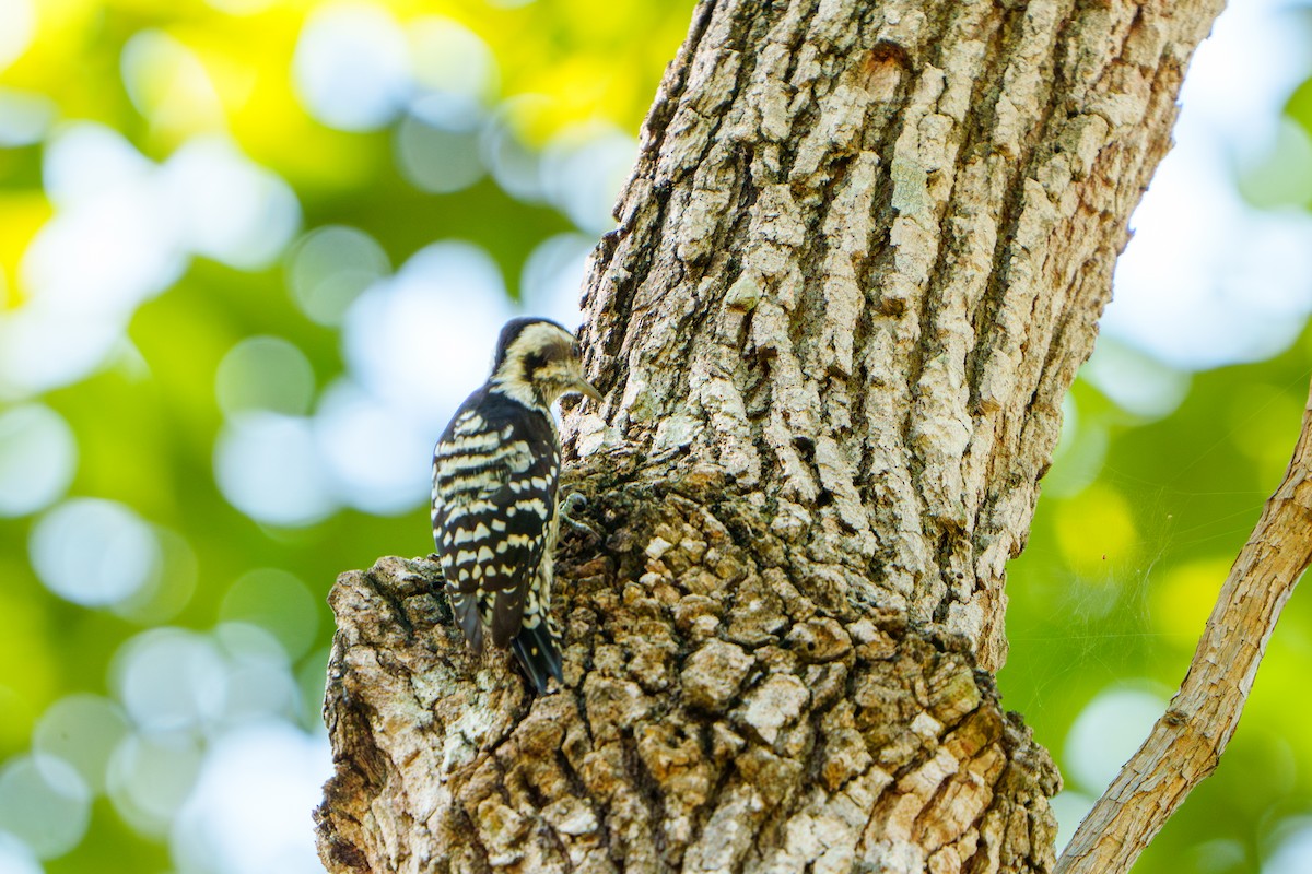 Gray-capped Pygmy Woodpecker - ML609277618
