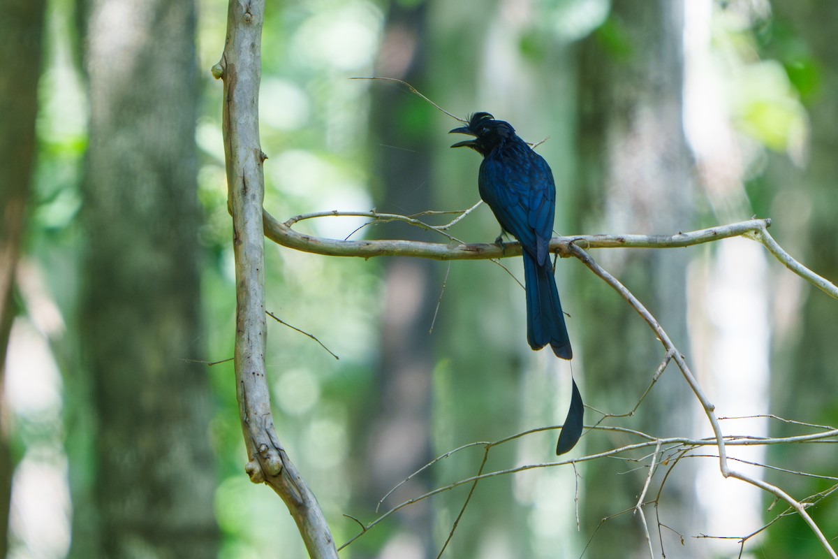 Greater Racket-tailed Drongo - ML609277654