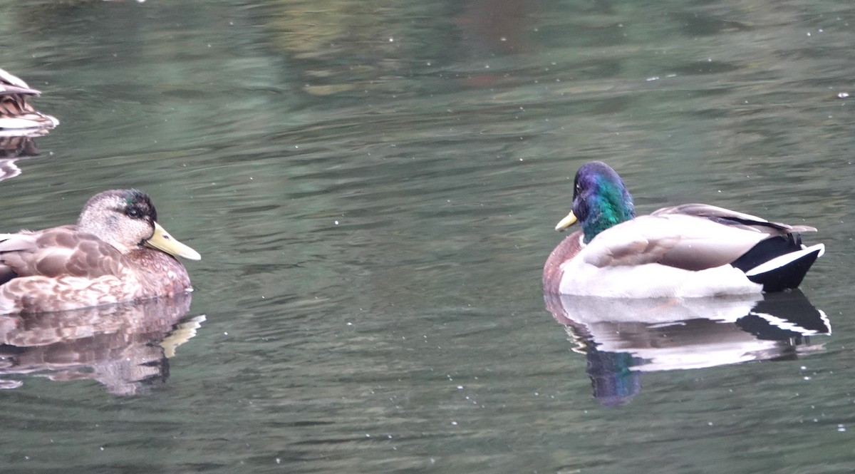 Mallard - ML609277746