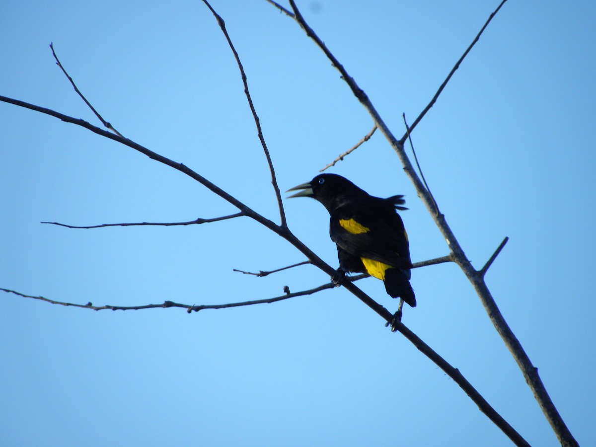 Yellow-rumped Cacique - ML609278096