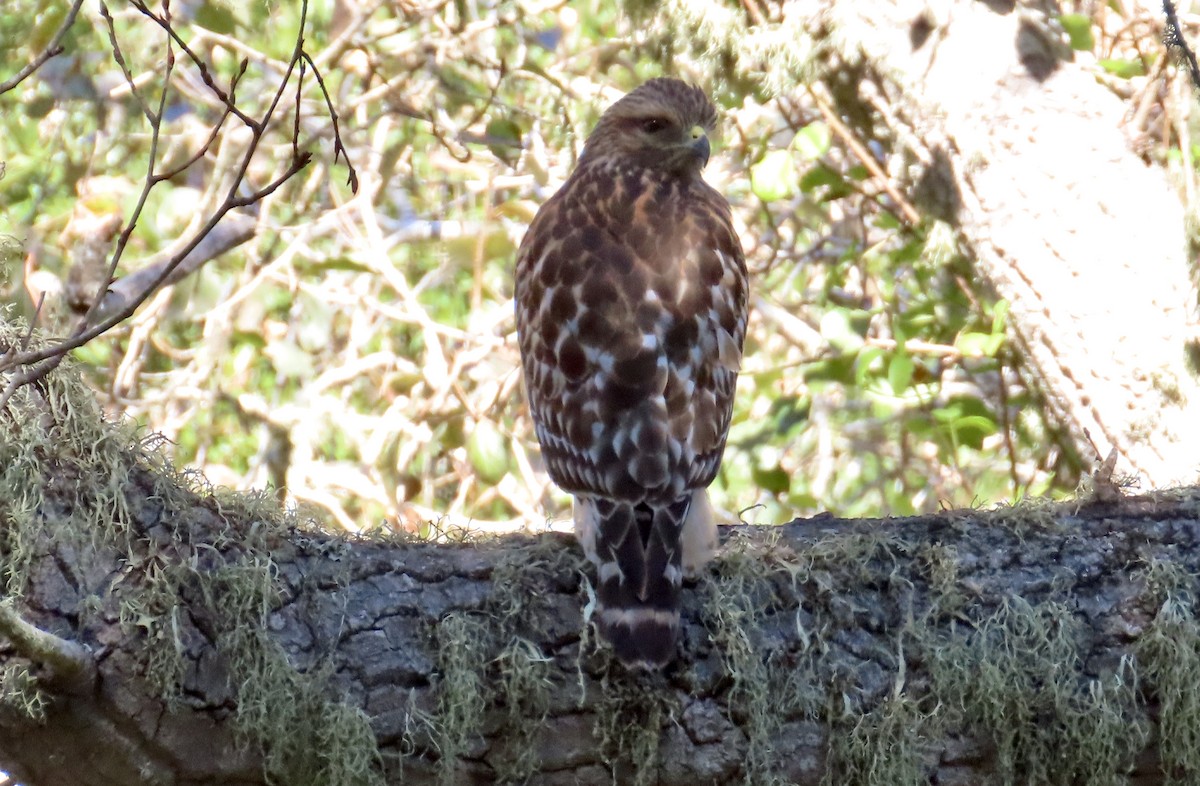Red-shouldered Hawk - ML609278110